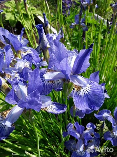 Ирисы бородатые,зол.шар,очиток георгины