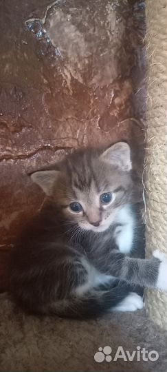 Котята мейн-кун