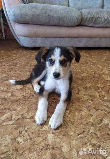 Малыши в добрые руки