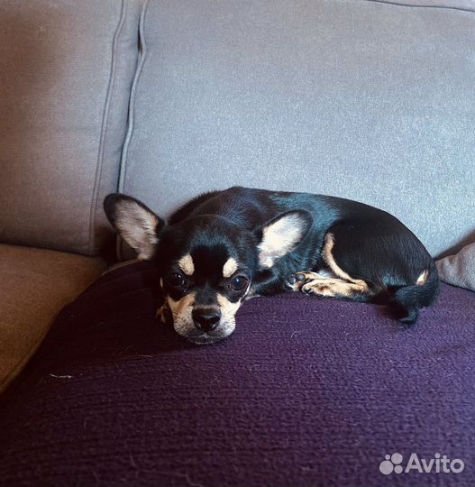 Чихуахуа 6 мес