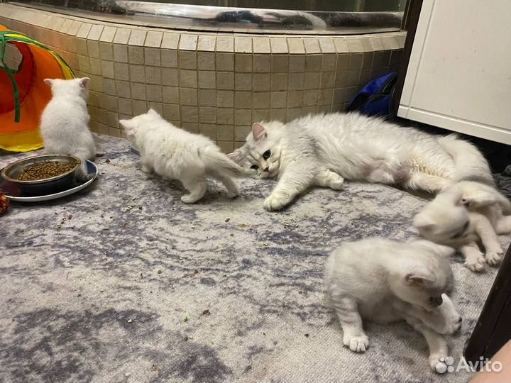 Британские шиншиллы котята