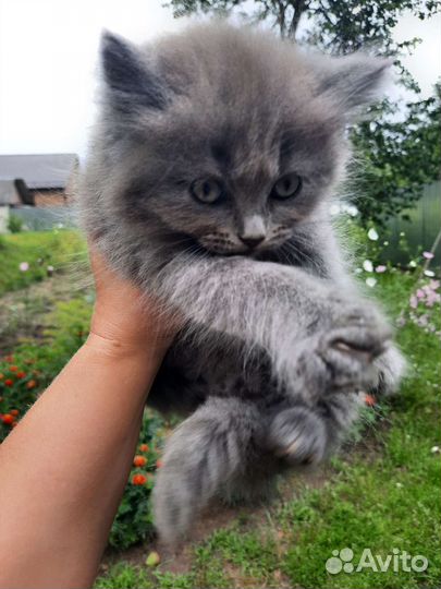Британские котята