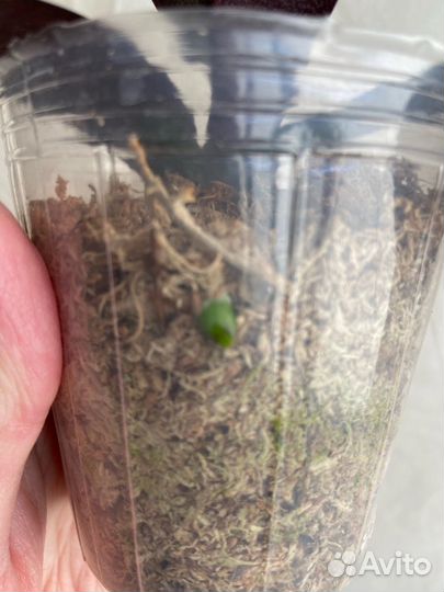 Орхидея Шоколад с круглой губой