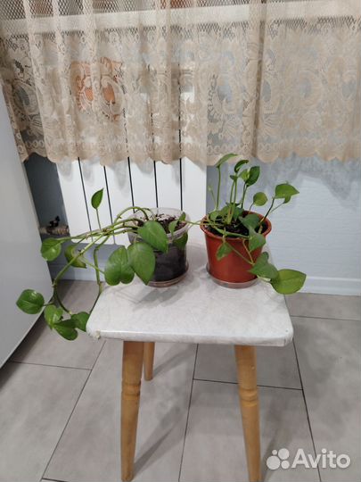 Эпипремиум