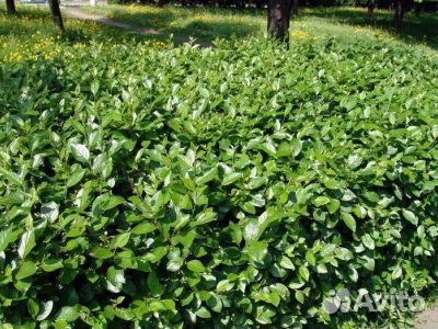 Кизильник блестящий