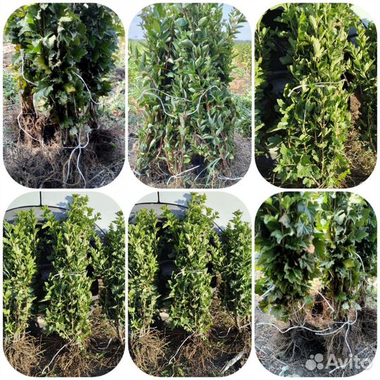 Плодовые саженцы и кустарники