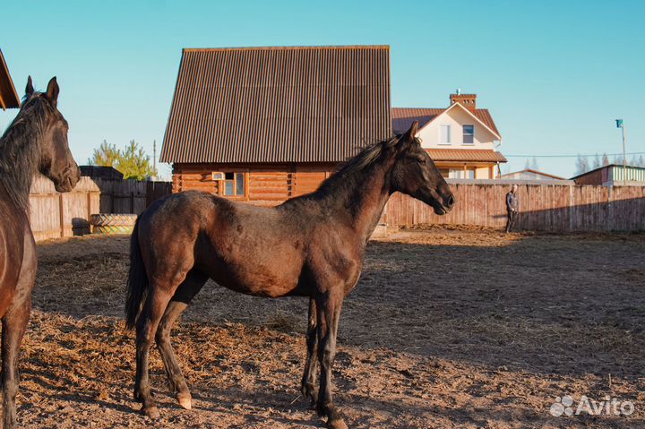 Кобыла Орловская