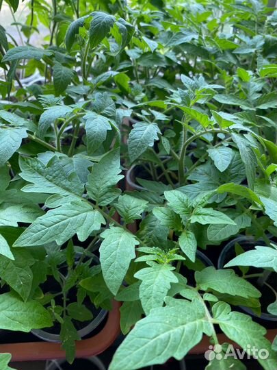 Рассада овощей