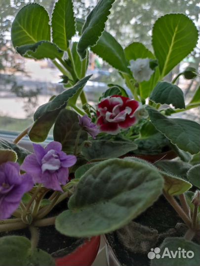 Глоксиния цветущая, фиалки