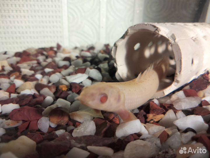 Полиптерус