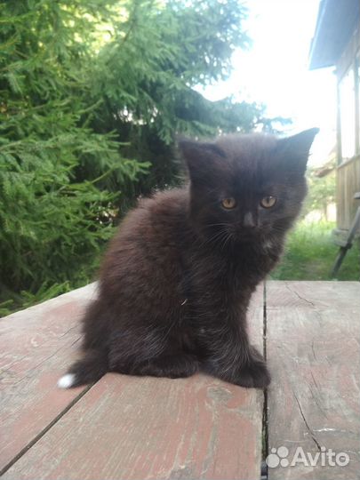 Котята в дар