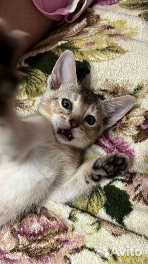 Абиссинские котята