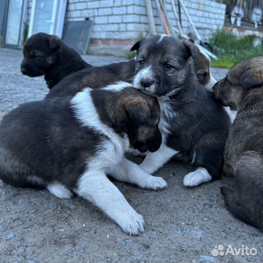 Отдам щенков в добрые руки