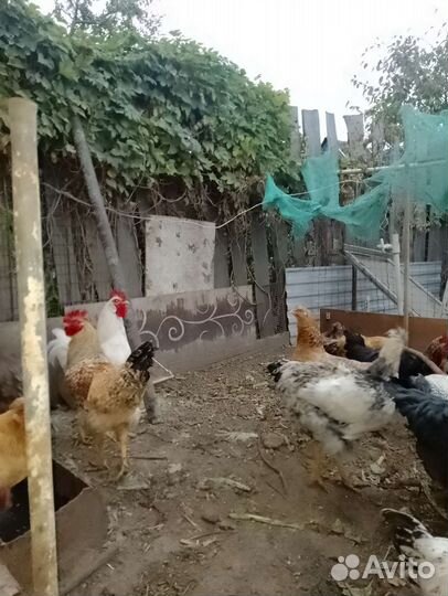 Куры цыплята