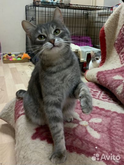 Кошка в дар