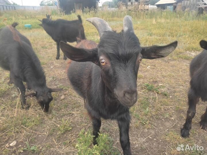 Козлята