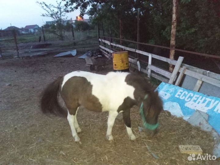 Продается пони