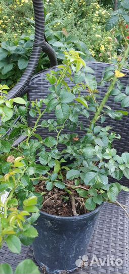 Роза Надя Мейяндекор