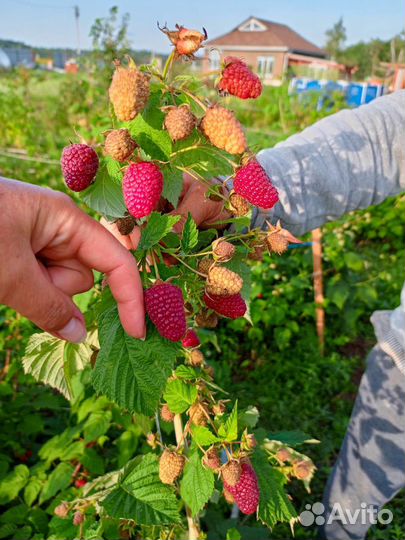 Саженцы летней и ремонтантной малины