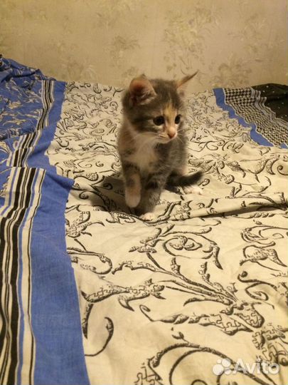 Отдам в добрые руки