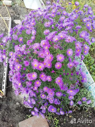 Сентябринки