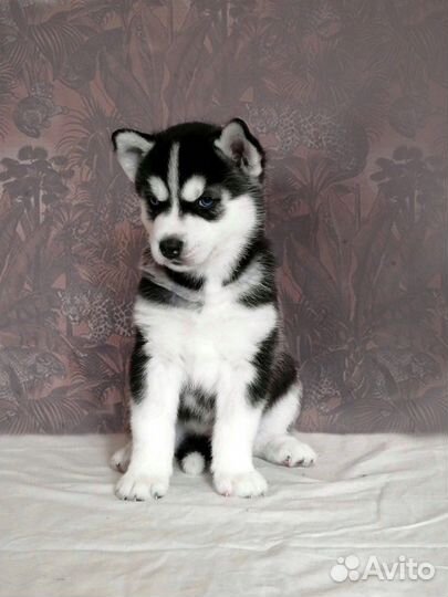 Сибирский хаски