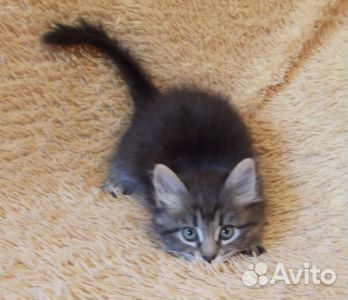 Которебенок