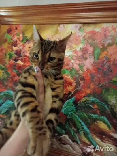 Вязка Бенгал