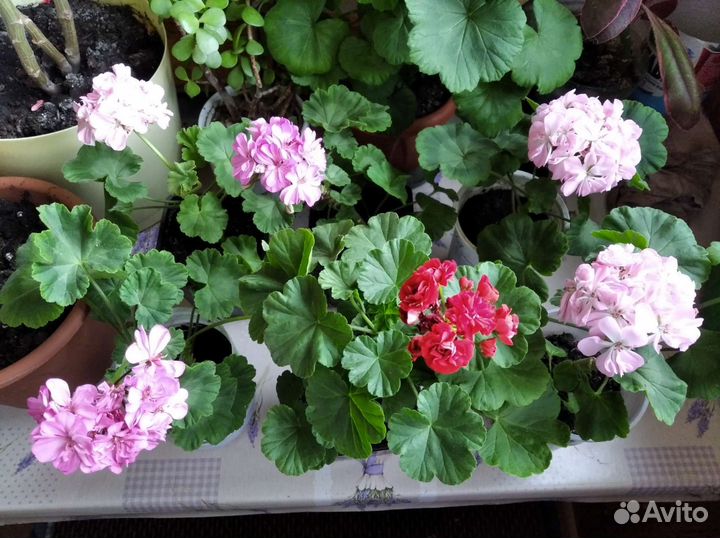 Герань пеларгония