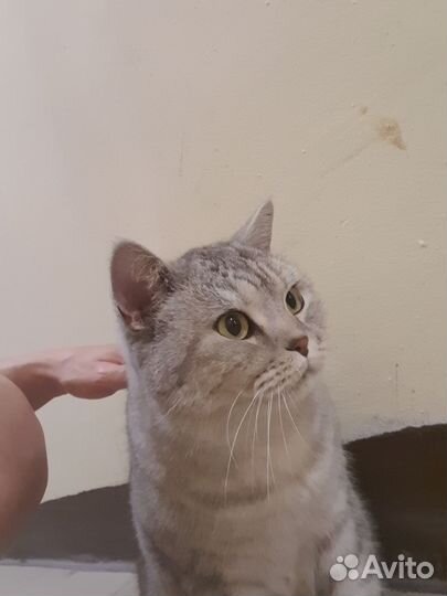 Британская кошечка в дар