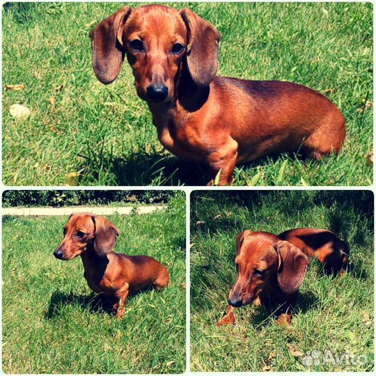 Такса вязка