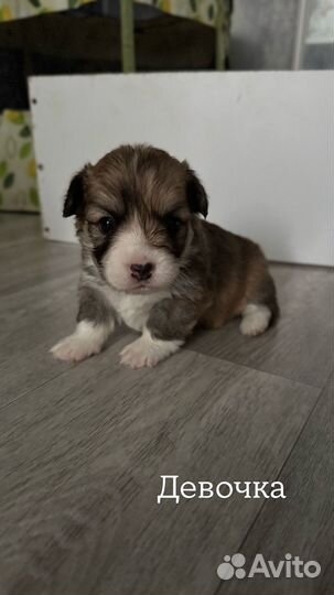 Вельш-корги щенки