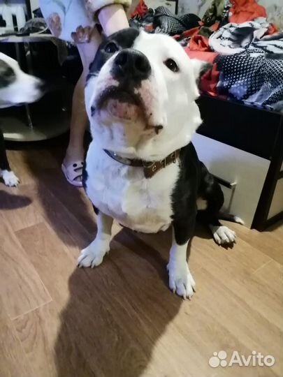 Щенки питбуля