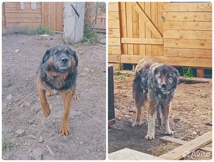 Крупным собакам приюта нужны хозяева