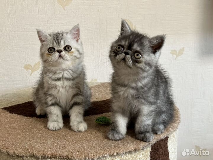 Котики-экзотики