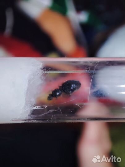 Муравей матка lasius niger с расплодом+корм на год