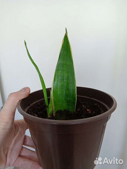 Сансевиерия