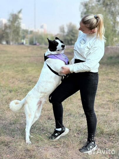 Брошенный пёс Бим ждёт хозяина в приюте