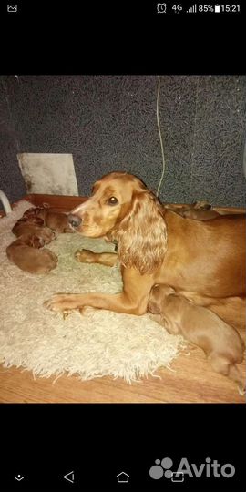 Кокер спаниель щенки