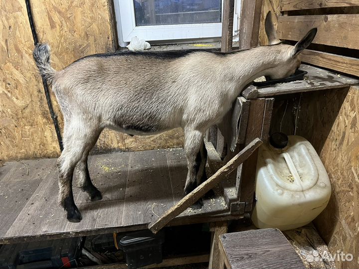 Козел Альпийский