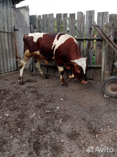 Бык на племя