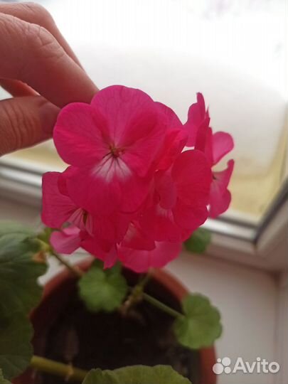 Герань пеларгония