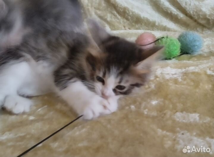 Котик в добрые руки