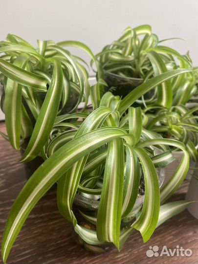 Хлорофитум Бонни кудрявый