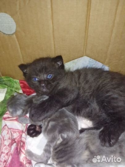 Британская