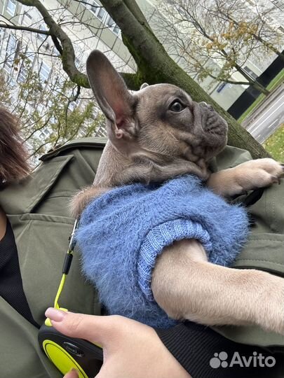 Французский бульдог