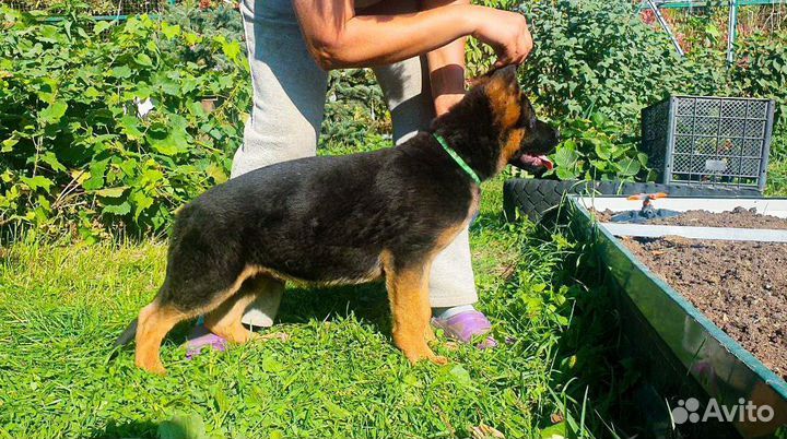 Немецкая овчарка