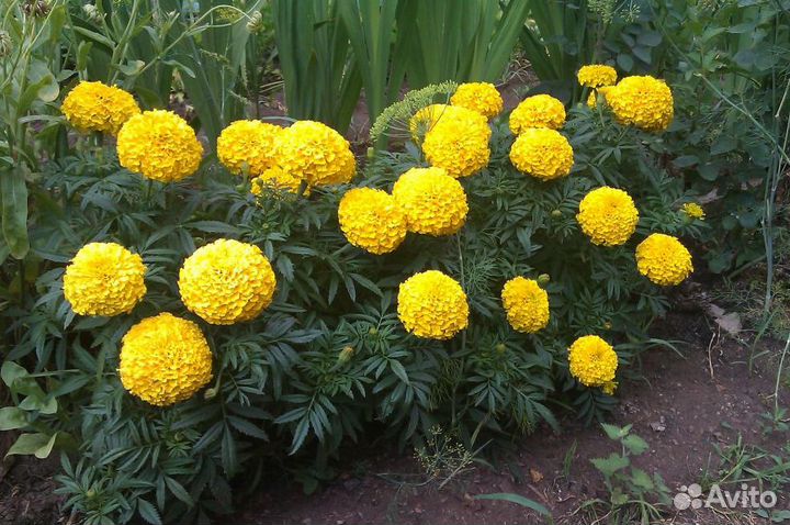 Бархатцы рассада