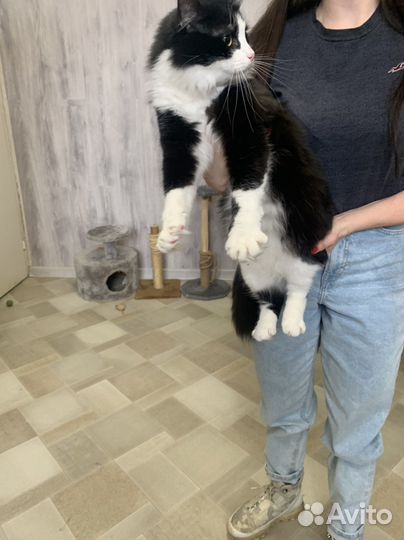 Большой кот Алис