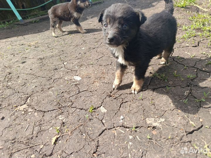 Щенки (в добрые руки )